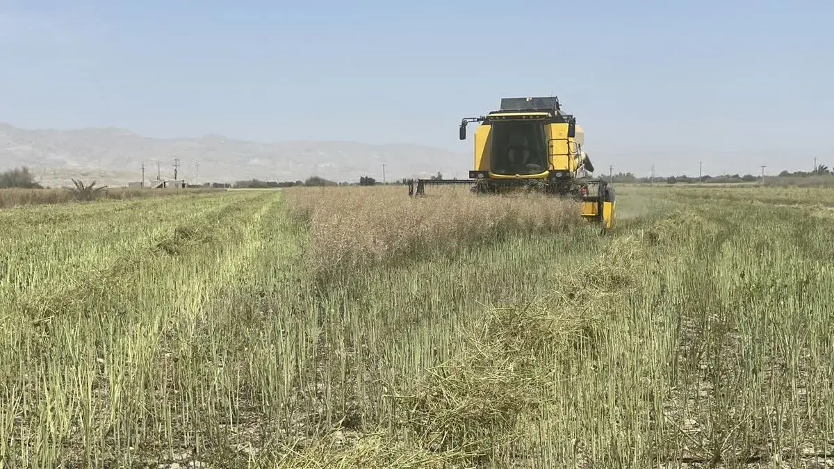 آغاز برداشت کلزا در فارس از سطح ۴۰۰۰ هکتار