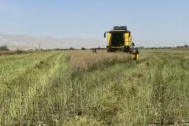 آغاز برداشت کلزا در فارس از سطح ۴۰۰۰ هکتار
