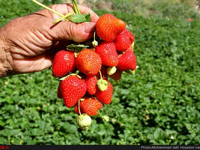 برداشت توت فرنگی در روستای شیان در سنندج