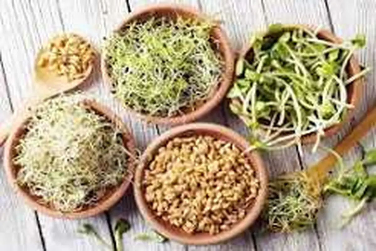 جوانه های پر خاصیت برای بدن + عکس