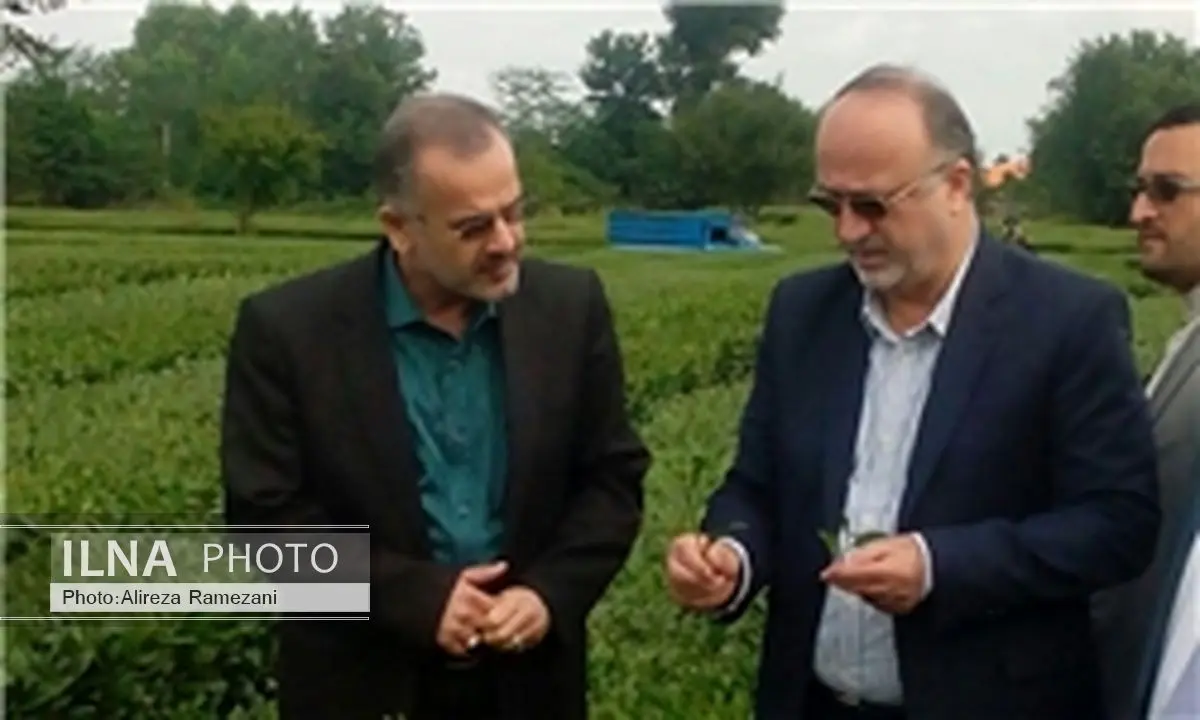 حمایت دولت موجب احیای 3500 هکتار باغات چای گیلان شد