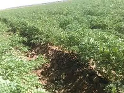 کشت ۴۵ هزار هکتار نخود پاییزه در استان کرمانشاه
