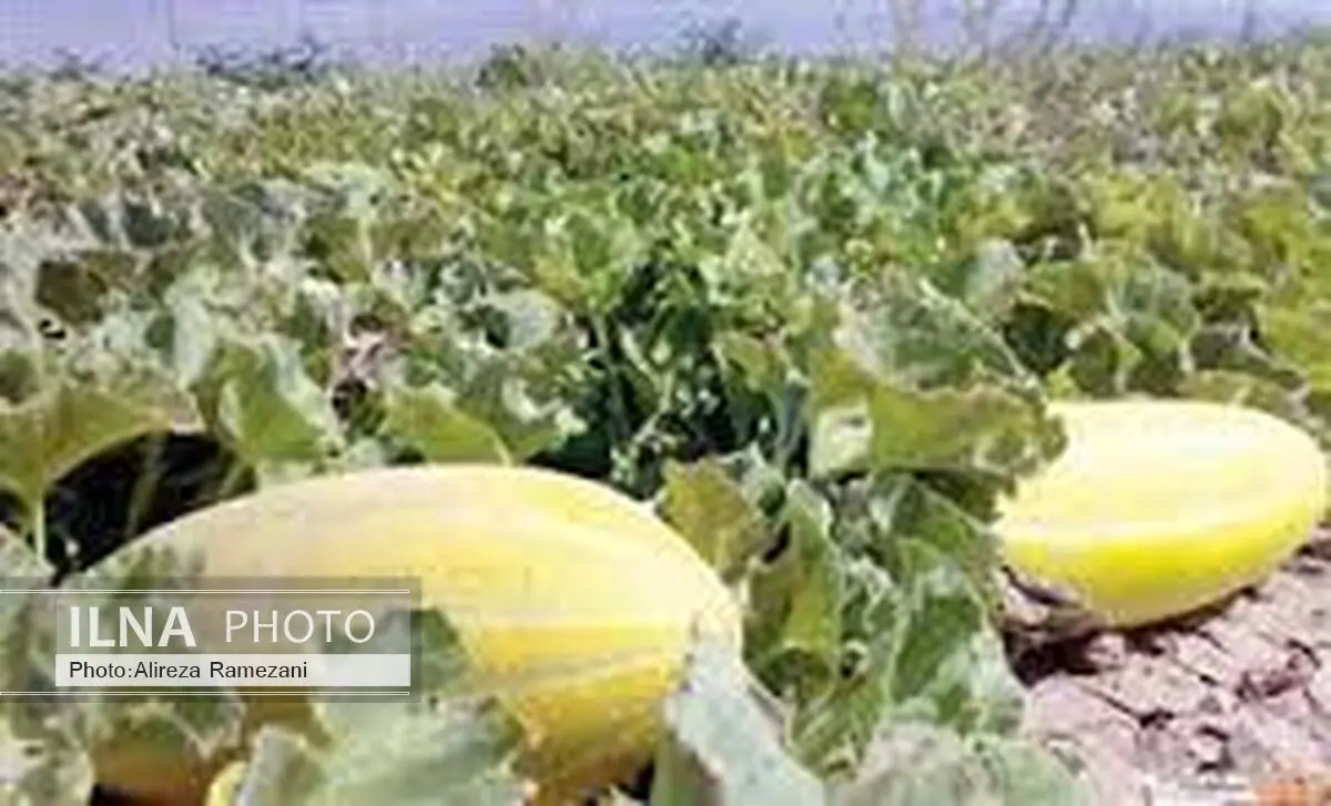 آغاز برداشت محصولات جالیزی در خراسان جنوبی 