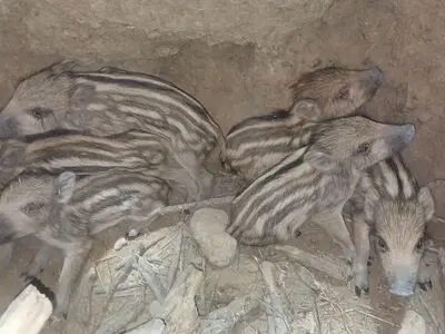 محیط‌بانان کازرون ۶ توله گراز را از مرگ حتمی نجات دادند