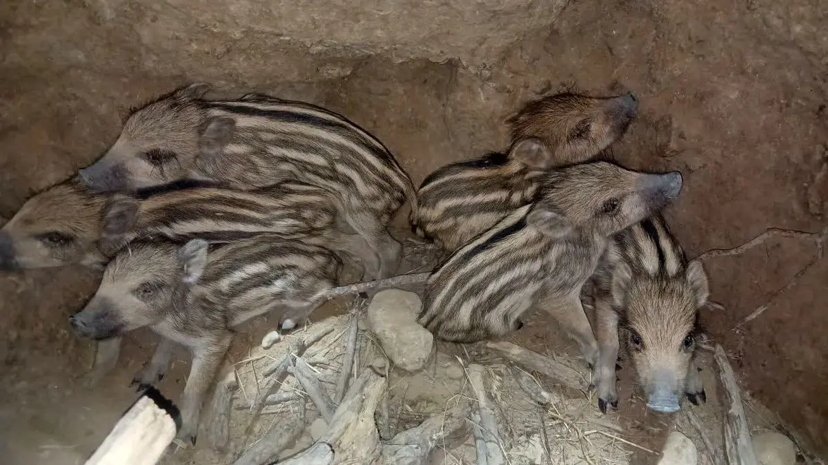 محیطبانان کازرون ۶ توله گراز را از مرگ حتمی نجات دادند
