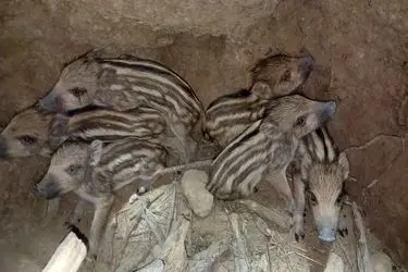 محیط‌بانان کازرون ۶ توله گراز را از مرگ حتمی نجات دادند