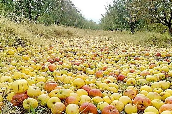 فضای ذخیره‌سازی جوابگوی تولیدات کشاورزی بروجرد نیست