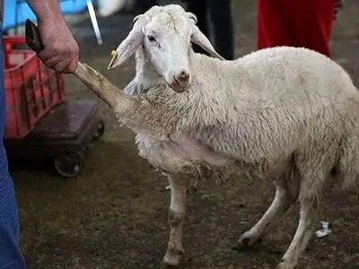 گرانی نهاده چالش جدید دامداران