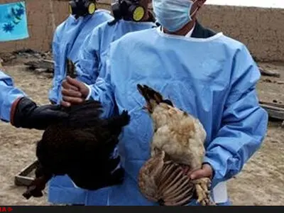 دو واحد تولیدکننده مرغ تخم‌گذار درگیر آنفولانزا/  مرغ‌ها تا شعاع 5 کیلومتری معدوم شدند/ بیماری کنترل شد