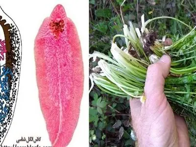 خطر شیوع فاسیولا در گیلان