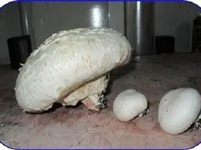 برگزاری دوره آموزشی مهارتی پرورش قارچ خوراکی ویژه زنان روستایی