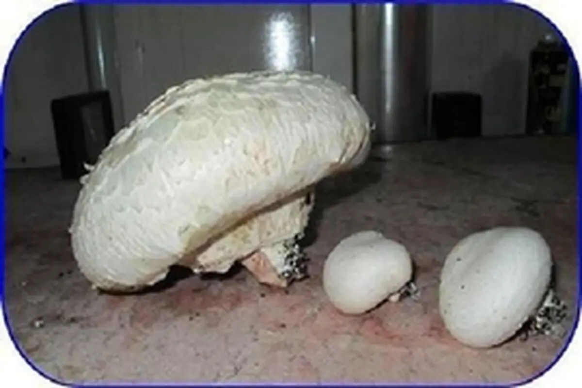 برگزاری دوره آموزشی مهارتی پرورش قارچ خوراکی ویژه زنان روستایی