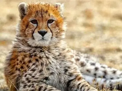 آخرین آمار از تعداد یوزپلنگ‌های ایرانی