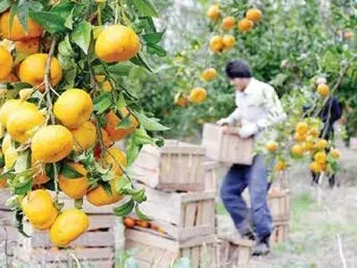 معادله دو مجهولی واسطه و بازار، دغدغه همیشگی باغداران مازندرانی/ بیشترین سود باغداری نصیب دلالان می‌شود
