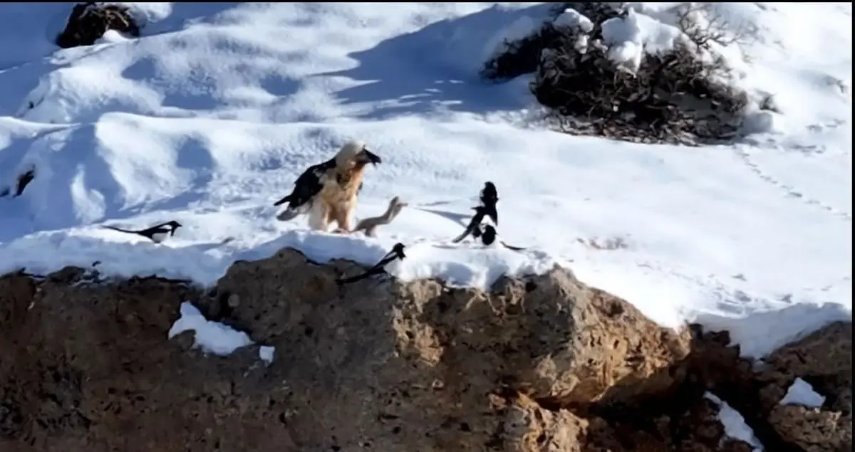 پرنده همای سعادت در منطقه حفاظت شده قیصری چهارمحال و بختیاری مشاهده شد
