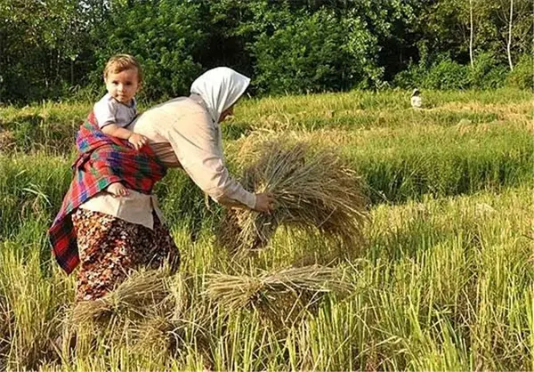 واردات برنج ؛ تیشه به ریشه کشاورزان مازنی/ تولیدات کشاورزی امسال همچنان در انبارها دپو شده است