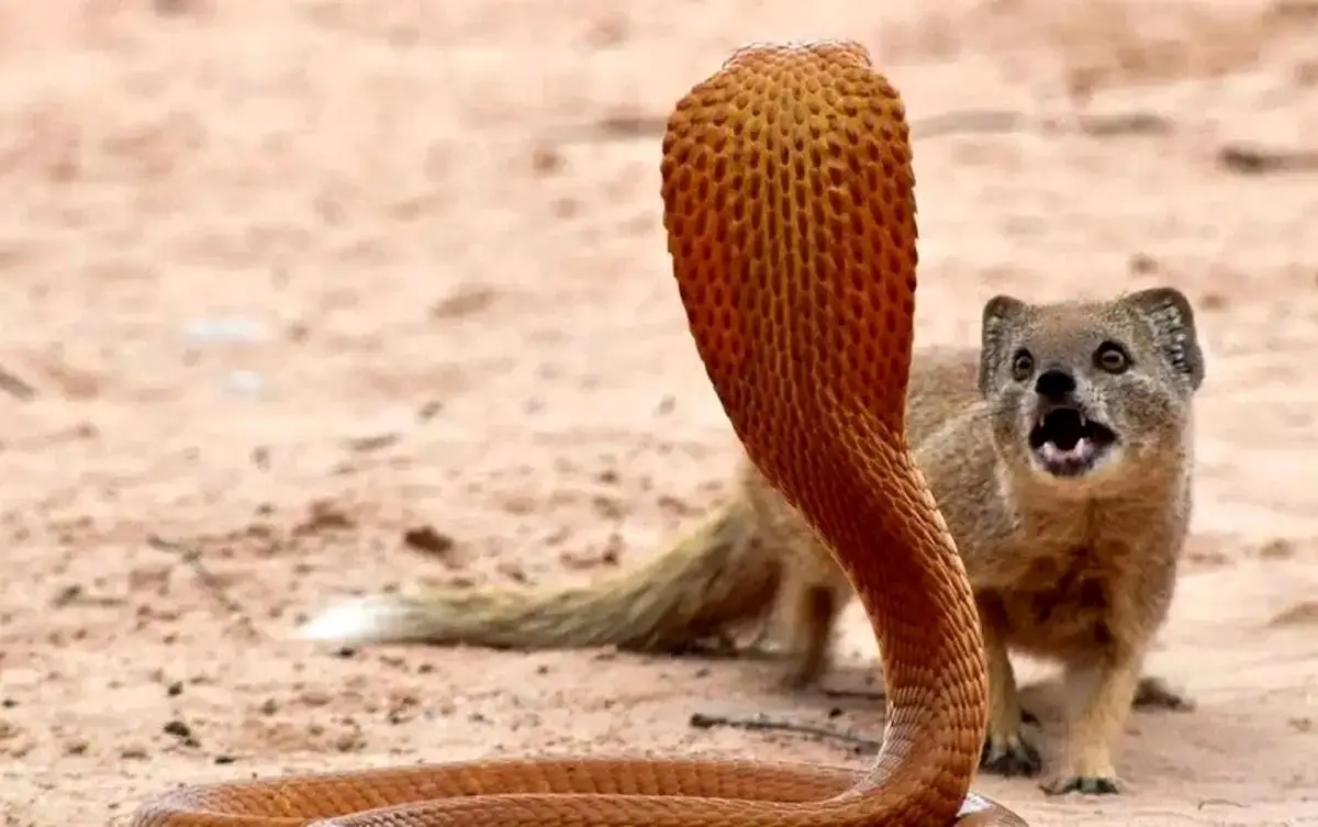 هوش جالب خدنگ برای شکار مار + فیلم