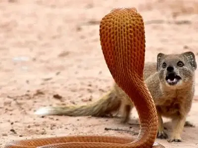 هوش جالب خدنگ برای شکار مار + فیلم