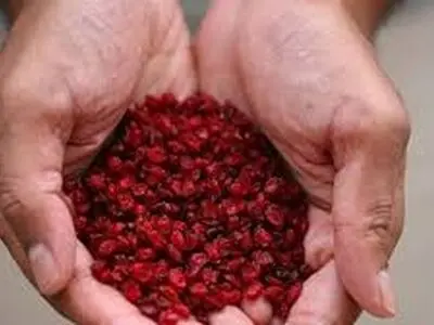 روش صحیح تفت دادن زرشک