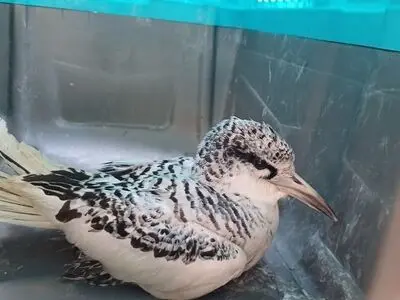 ثبت مشاهده گونه نادر «نوک‌سرخ دریایی» در سواحل بندرعباس