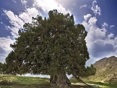 ثبت ۱۵ اثر طبیعی همزمان با هفته درختکاری