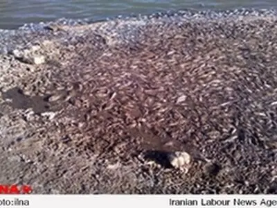 مرگ هزاران ماهی و میلیون ها بچه ماهی در رودخانه هیرمند / تصویر