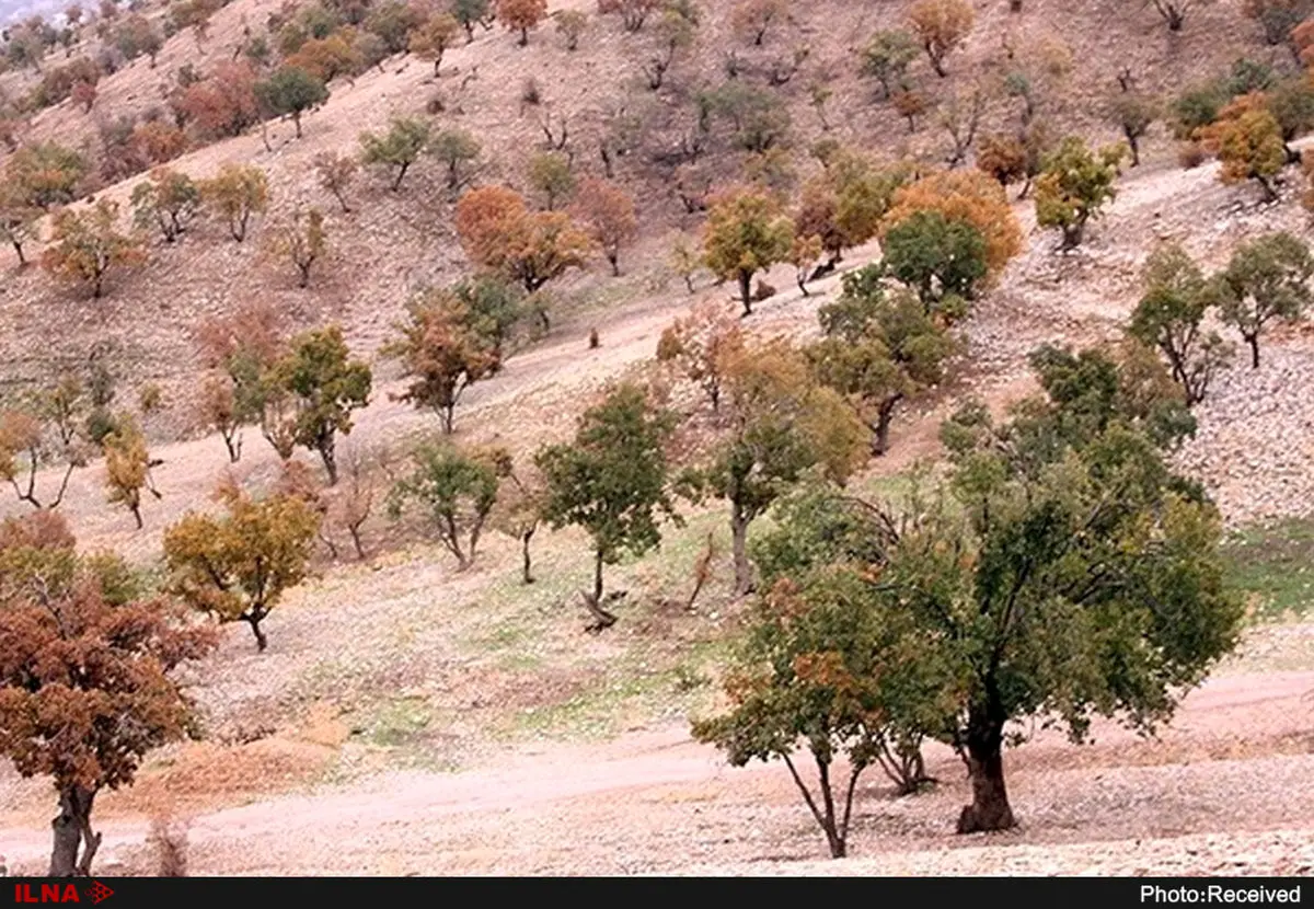 طغیان آفت جوانه‌خوار بلوط در ۷۰۰ هکتار جنگل چهارمحال و بختیاری