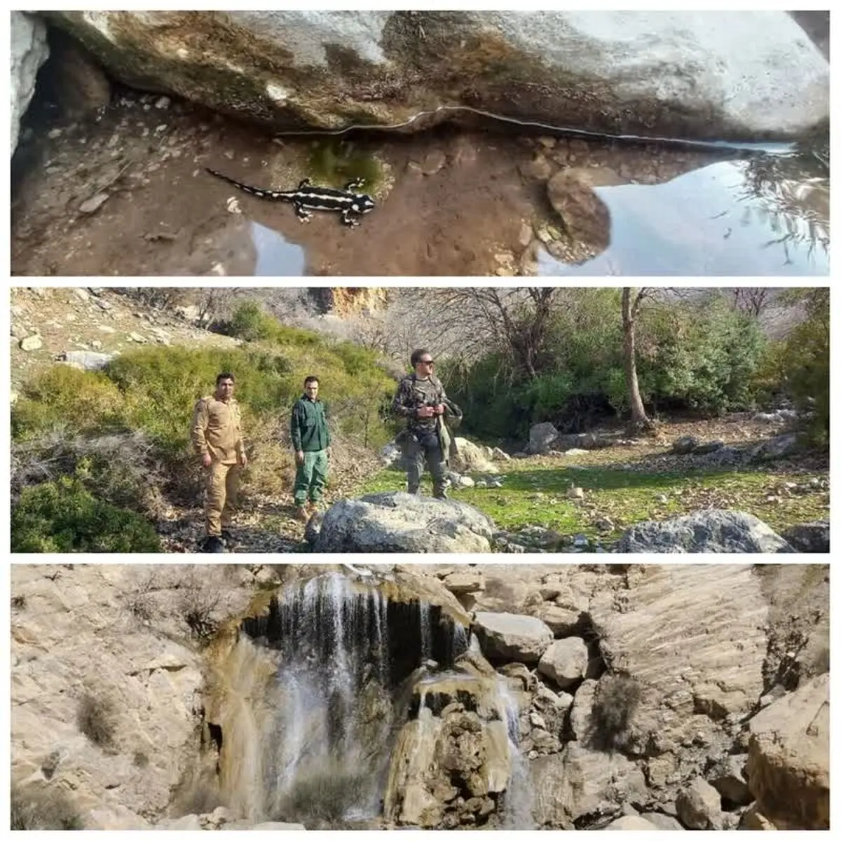 پایش و رصد گونه آندمیک سمندر لرستانی در منطقه حفاظت شده شادابکوه