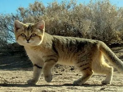 گربه شنی نادر در زیستگاه‌های خواف رهاسازی شد