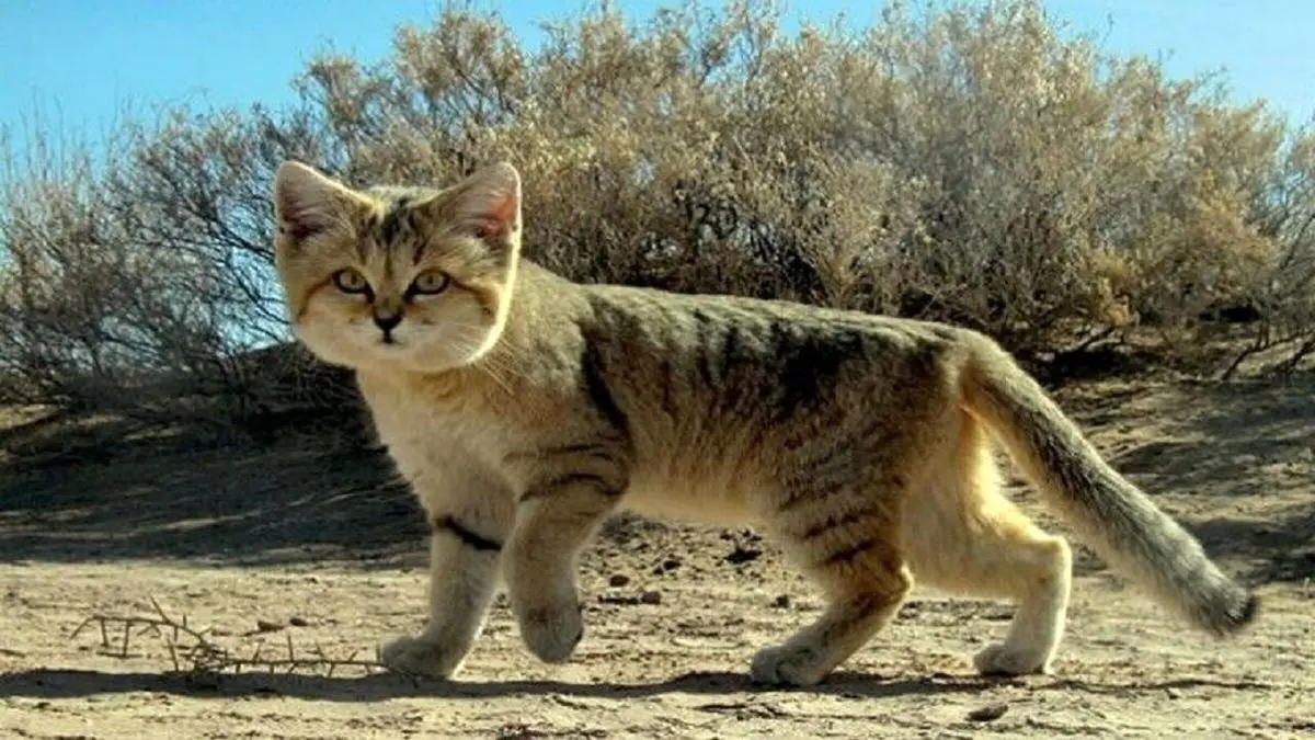 گربه شنی نادر در زیستگاه‌های خواف رهاسازی شد