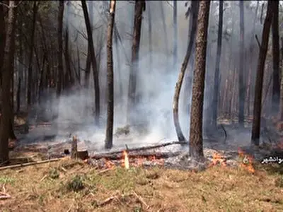 جنگل هیرکانی گیلان در منطقه مازیان رودبار دوباره شعله ور شد