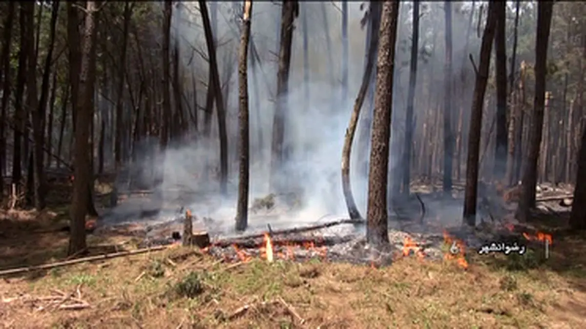جنگل هیرکانی گیلان در منطقه مازیان رودبار دوباره شعله ور شد