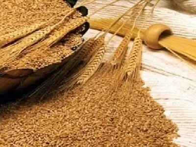 وزارت جهاد کشاورزی ادعای یک روزنامه را رد کرد/ دولت فقط گندم کشاورزان داخلی را تضمینی خریداری می‌کند