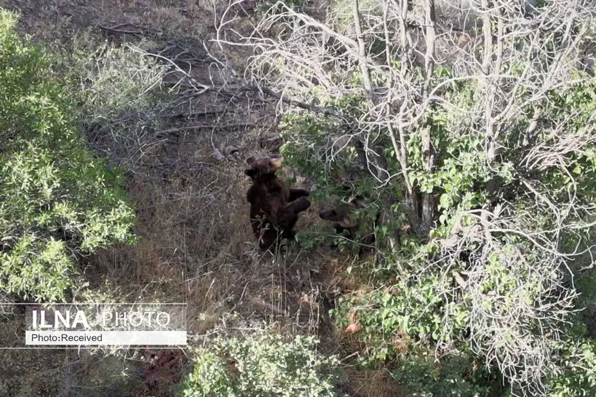 مشاهده خرس‌های قهوه‌ای در حال انقراض توسط محیط‌بانان الموت 