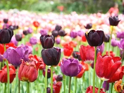 گل لاله  مظهر ایثار و فداکاری بهترین سمبل برای «روز فرهنگی کرج» است
