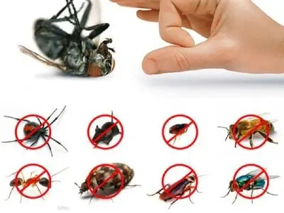 جلوگیری از ورود حشرات به خانه