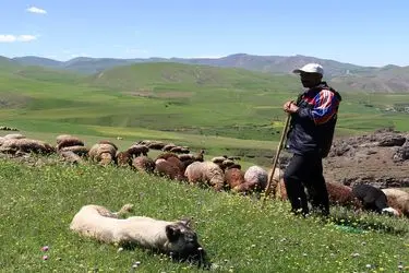 مجروح شدن یک دامدار مازندرانی بر اثر حمله خرس/ انتقال دیرهنگام به بیمارستان