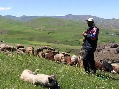 مجروح شدن یک دامدار مازندرانی بر اثر حمله خرس/ انتقال دیرهنگام به بیمارستان