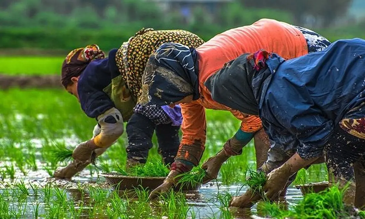 کشت جایگزین کفاف معاش برنج‌کاران را نمی‌دهد/ دولت برای آموزش کشت جایگزین اقدامی نکرده است/ احتمال خروج برنج از سفره اقشار ضعیف