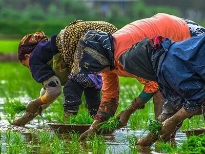 کشت جایگزین کفاف معاش برنج‌کاران را نمی‌دهد/ دولت برای آموزش کشت جایگزین اقدامی نکرده است/ احتمال خروج برنج از سفره اقشار ضعیف