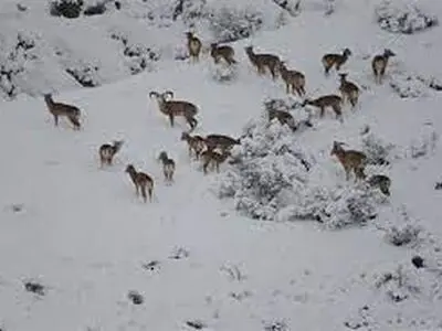 سرمازدگی یا کمبود غذا برای حیات‌وحش استان مرکزی وجود ندارد