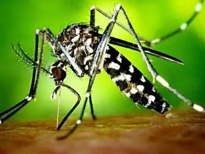 ابتلا به تب دنگی در استان مرکزی گزارش نشده است 