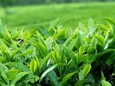 رشد ۴۸ درصدی صادرات چای ایرانی