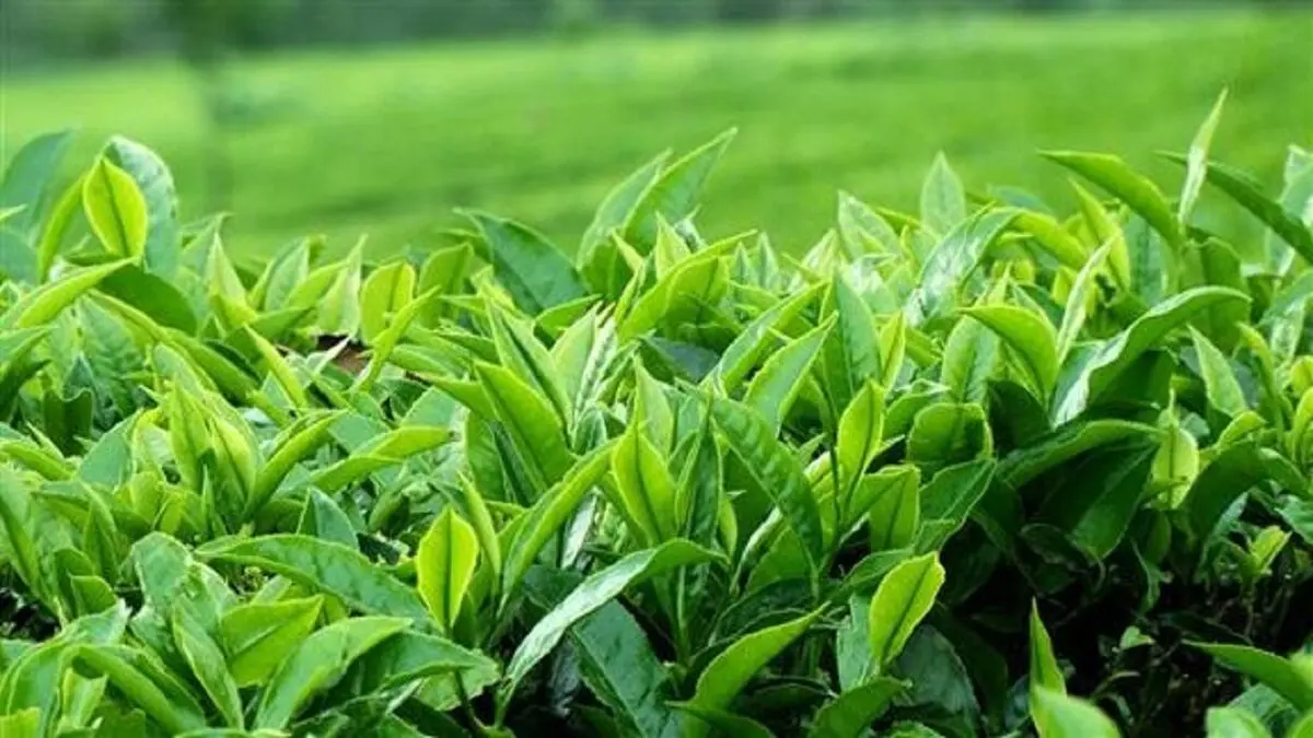 رشد ۴۸ درصدی صادرات چای ایرانی