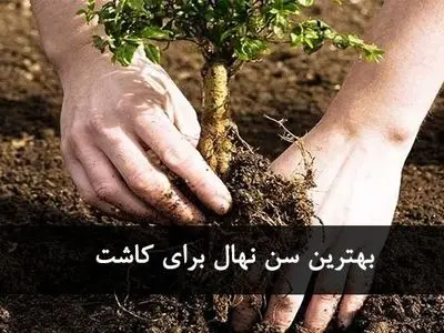 بهترین سن نهال | نهال گردو چند ساله بکاریم؟