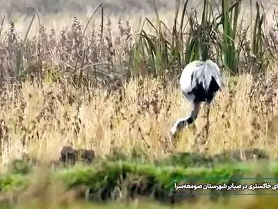 مشاهدۀ درنای اوراسیا در گیلان + فیلم