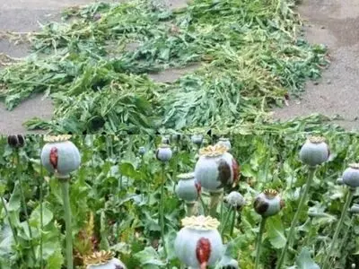 کشف و معدوم سازی خشخاش کشت شده در یکی از روستاهای شهرستان کرخه