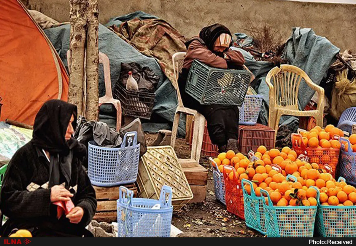 دیر اعلام شدن قیمت‌ها از سوی دولت، باغدار را ناگزیر از ارزان‌فروشی می‌کند/ دولت باید صادرات مرکبات را جدی بگیرد