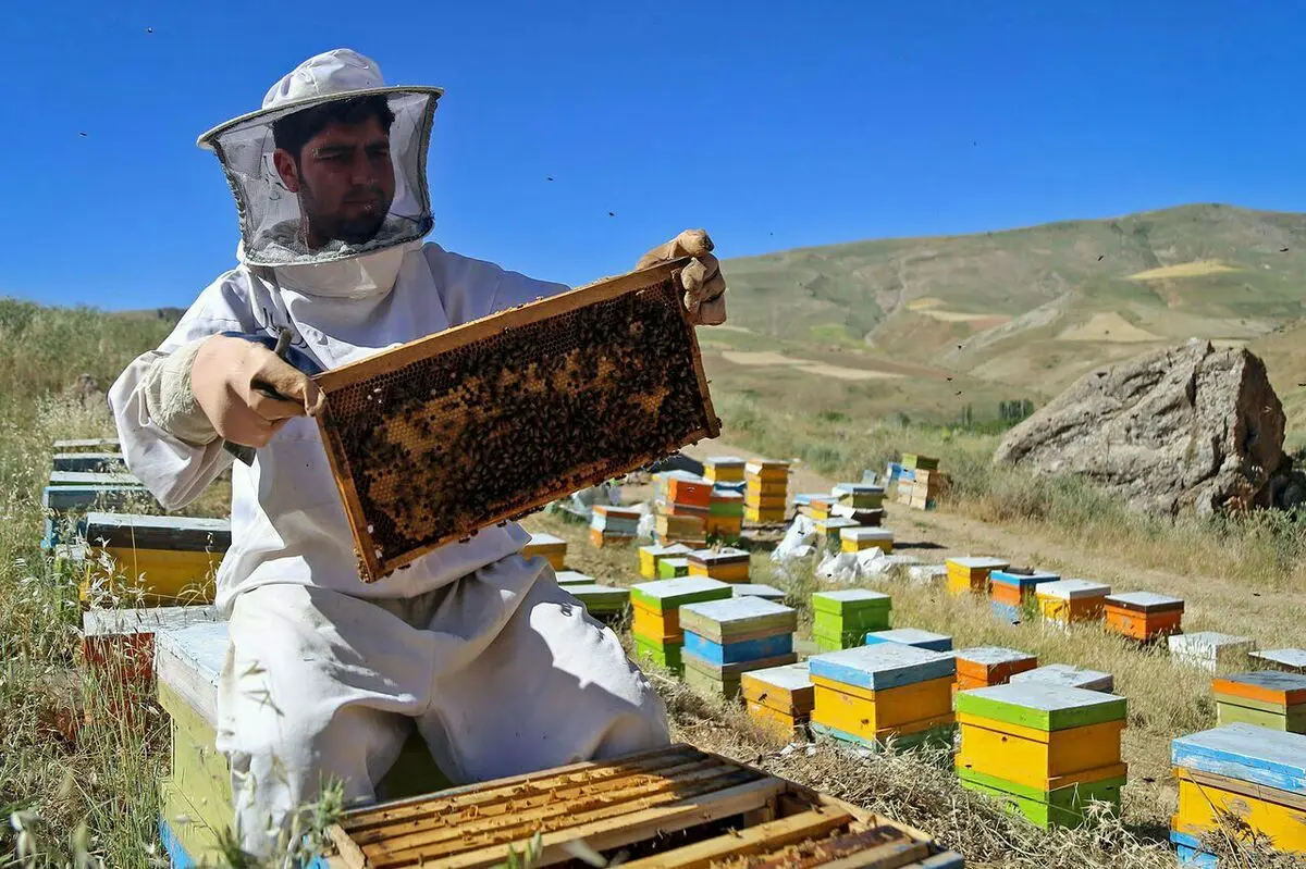 کسب رتبه برتر کشوری توسط خوشه عسل آذربایجان‌غربی