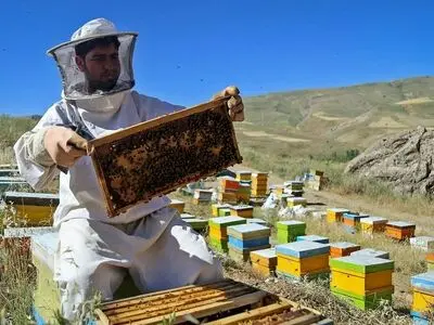 کسب رتبه برتر کشوری توسط خوشه عسل آذربایجان‌غربی